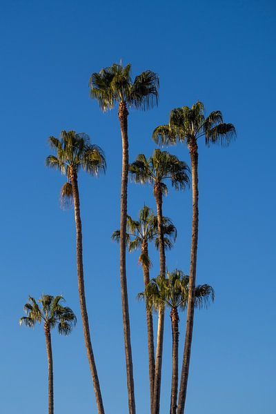 Palmtrees in Morocco by Anneloes van Acht