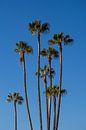 Palmtrees in Morocco by Anneloes van Acht thumbnail