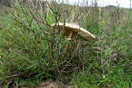Parasol fungus on the moor by Jannieke