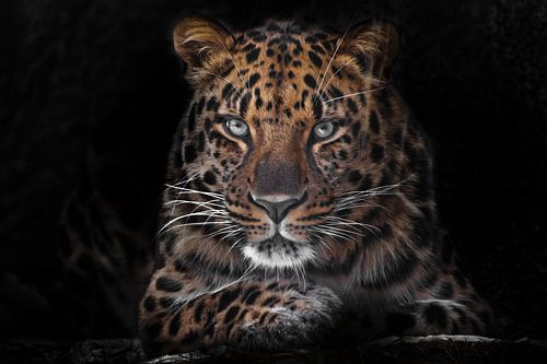 Het luipaard van het Verre Oosten close-up portret van een helder rood beest. Donkere, zwarte achter