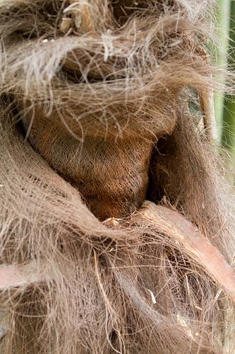 Bast van een palmboom (1)