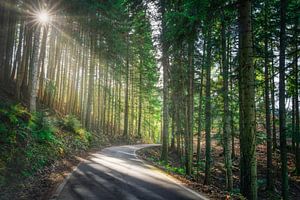 Waldweg mit Sonnenstrahlen in Vallombrosa, Toskana