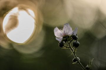 wilde Brombeere von Tania Perneel