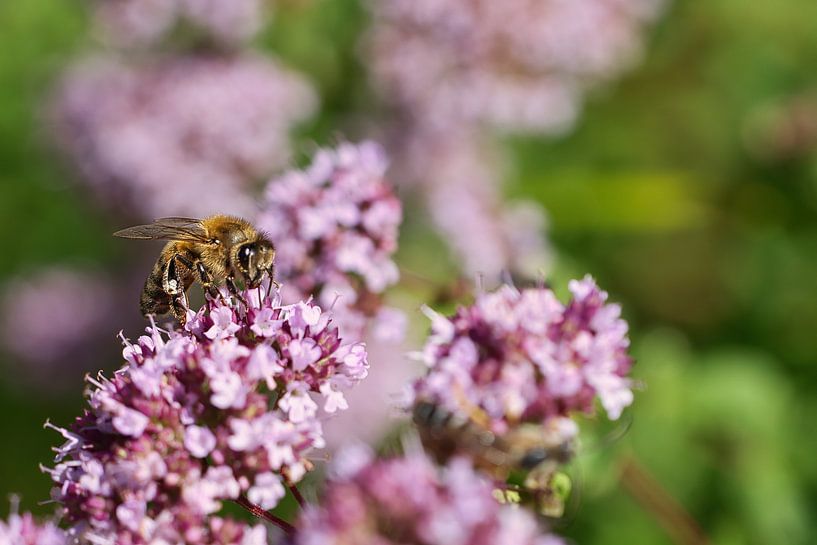 Bee on a flower collecting nectar by Martin Köbsch