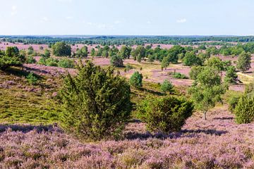 Heidelandschap met heidebloesem, Wilseder Berg, Wilsede, Natuurpark Lüneburger Heide, Nedersaksen, D van Torsten Krüger