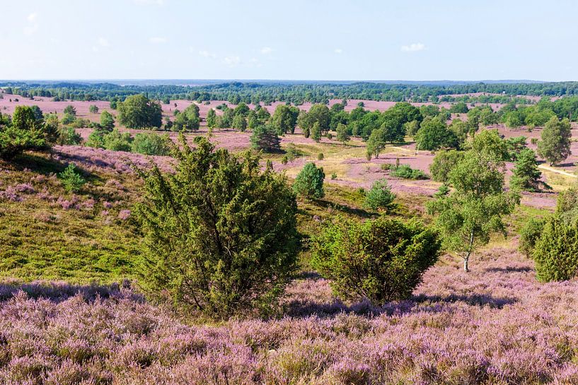 Heath landscape with heather blossom, Wilseder Berg, Wilsede, Lüneburg Heath Nature Park, Lower Saxo by Torsten Krüger