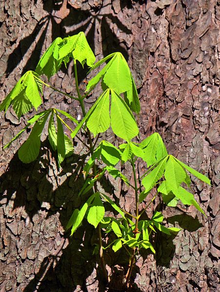 Tonalités vertes 6 par Edgar Schermaul
