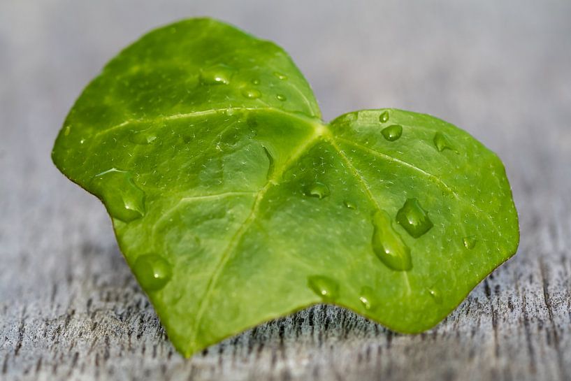 Ivy leaf heart by Evelyne Renske