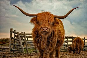 Schottische Highlander