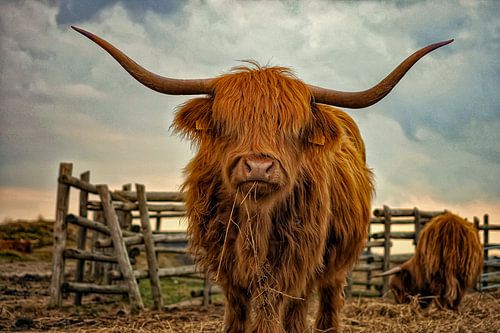 Schotse Hooglanders 