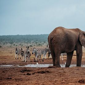 Safari in Südafrika von Dayenne van Peperstraten