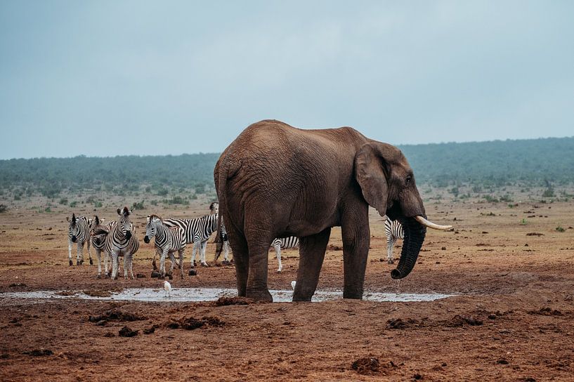 Safari in Zuid-Afrika van Dayenne van Peperstraten