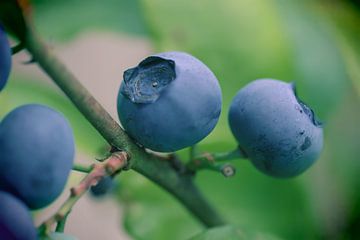 Bosbessen op de struik van Naturdetail Fotografie