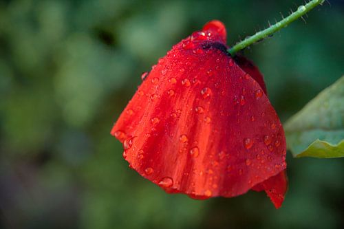 Klaproos in het groen