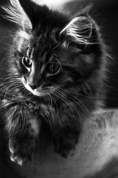 Maine Coon kitten