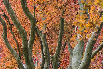 De rode beuk van Danny Slijfer Natuurfotografie