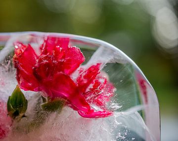 Frozen Flowers van Loes van Dijk