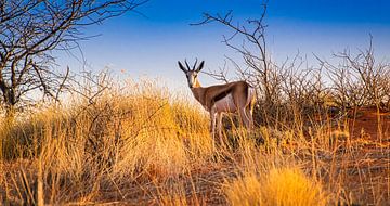 Springbok au petit matin dans le désert du Kalahari, en Namibie sur Rietje Bulthuis