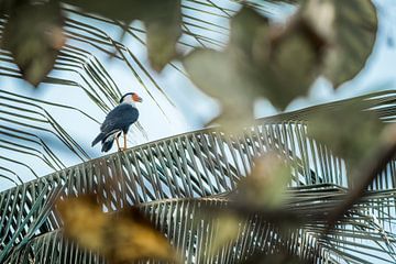 Verborgen in het Palmenbos Vogel in Tropisch Schouwspel van Femke Ketelaar