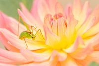 Dahlia