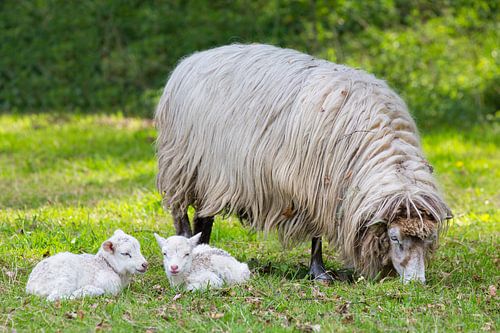 Moeder schaap met twee witte lammetjes in wei