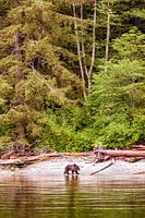 Grizzly bear on Vancouver Island in Canada
