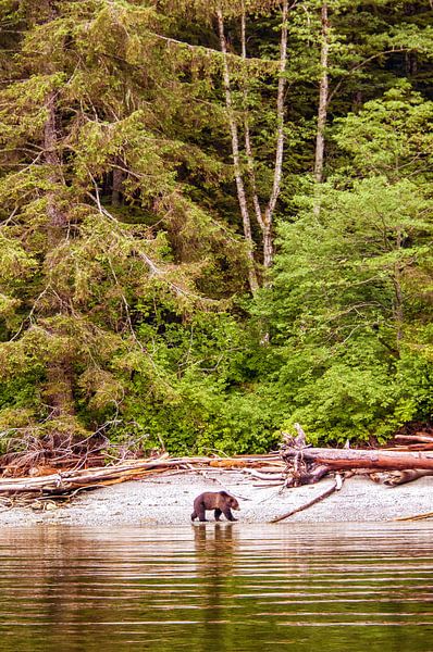 Grizzlybeer in Canada op Vancouver Island in Canada van Corno van den Berg