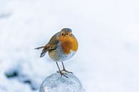 Robin in winter scene by ton vogels thumbnail