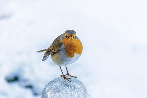 Rotkehlchen in Winterlandschaft