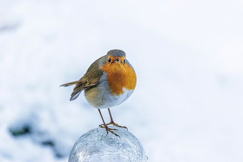 Robin in winter scene by ton vogels