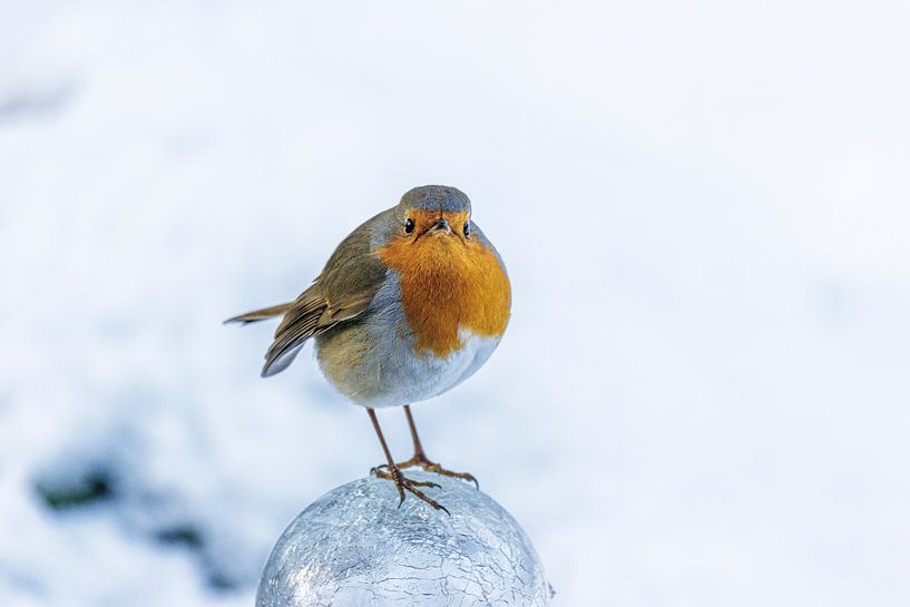 Rotkehlchen in Winterlandschaft von ton vogels