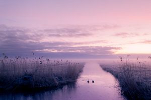 Morning mist