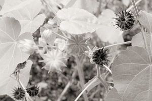 Sepia-Blüte