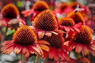 Echinacea von Rob Boon Miniaturansicht