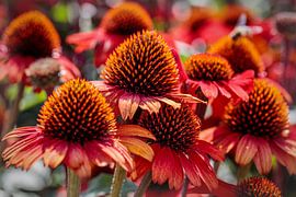 Echinacea by Rob Boon
