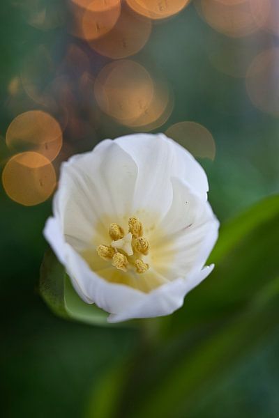 white tulip with bokeh by Lindy Schenk-Smit
