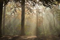 Magic Woodland (3)