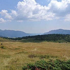 Tessel Robbertsen Profilfoto