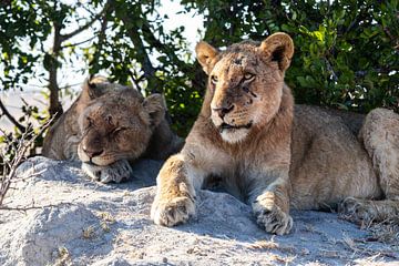 Resting Lions by Martin Schuit