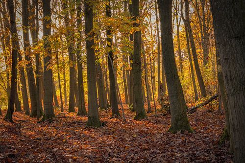 Het gouden licht tussen de bomen.
