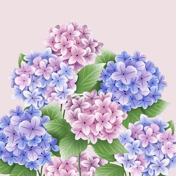 Hortensia