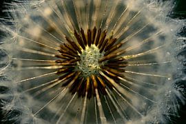 Evening walk Marquette forest estate by Tomasz_best_shots