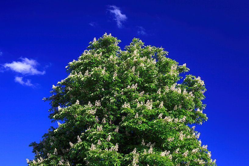 Treetop Chestnut tree by Thomas Jäger