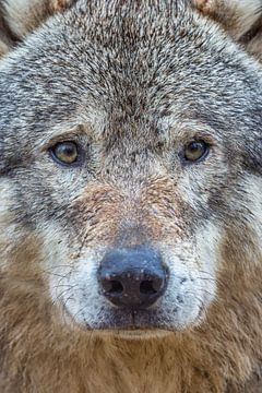 Portrait of Grey Wolf