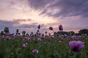 Zonsondergang bij een paars klaprozenveld van Horst Husheer