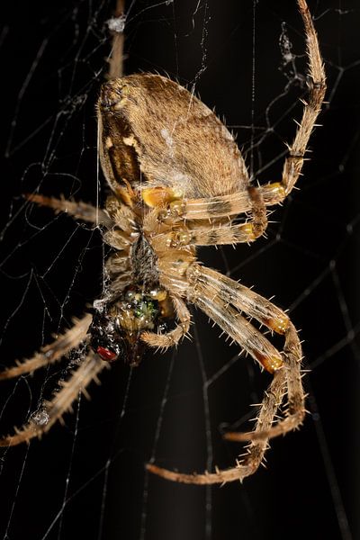 Spin (Araneae) die net vlieg gevangen heeft van Joost Adriaanse