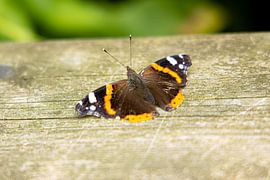 butterfly by Lisenka Pauw