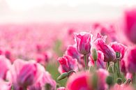 close-up van een papaver bloem van Johan Honders thumbnail