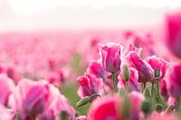 close-up van een papaver bloem