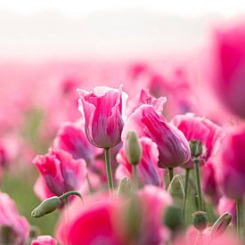 Nahaufnahme einer Mohnblume von Johan Honders